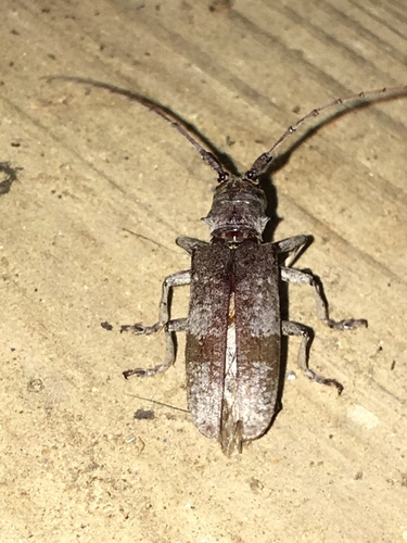 Living Beech Borer photo 2