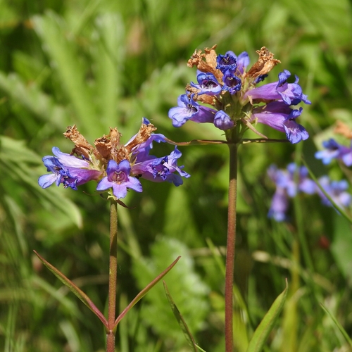 swollen penstemon (Penstemon rydbergii var. rydbergii)