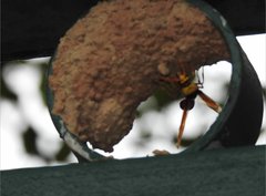 Delta pyriforme pyriforme