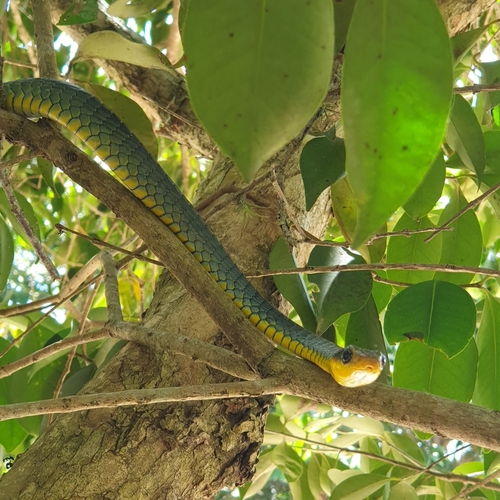 Photo of a Uruguayan Sipo (Chironius gouveai)