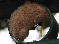 Delta pyriforme pyriforme