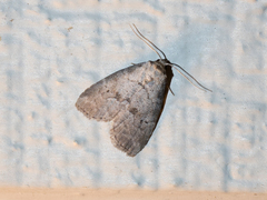 Hyperstrotia pervertens