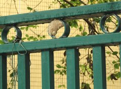 Delta pyriforme pyriforme