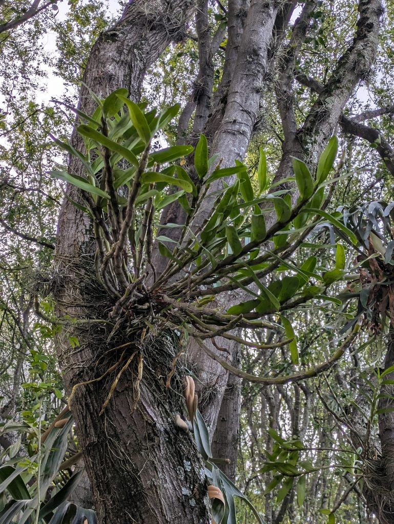 Dendrobium orchid canes and roots