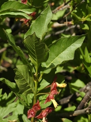 Lonicera involucrata involucrata