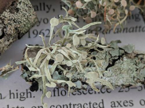 Ramalina sideriza in life