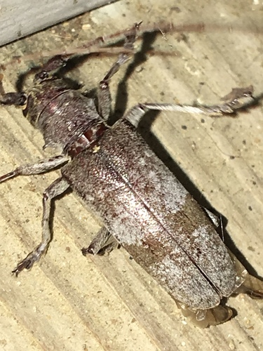 Living Beech Borer photo 3