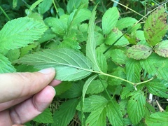 Rubus allegheniensis