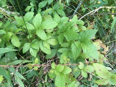 Rubus allegheniensis