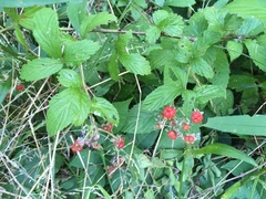 Rubus allegheniensis