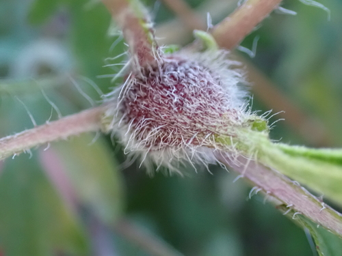 Asphondylia ambrosiae photo 5