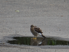 Accipiter cooperii