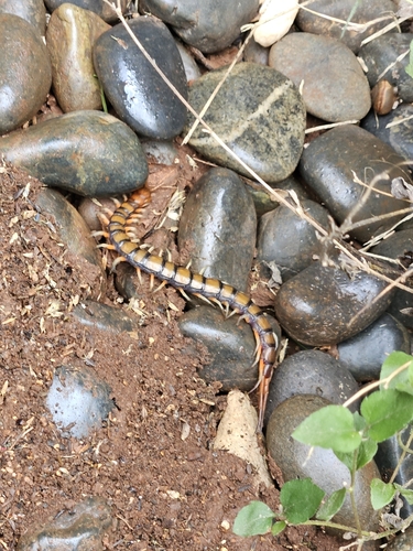 Pacific Giant Centipede photo 5