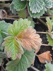 Potentilla villosa
