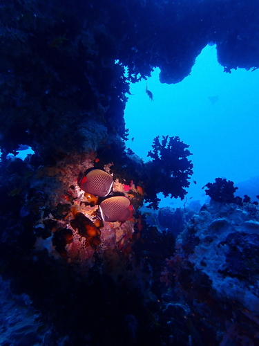 Red-tailed Butterflyfish — seen at this dive site