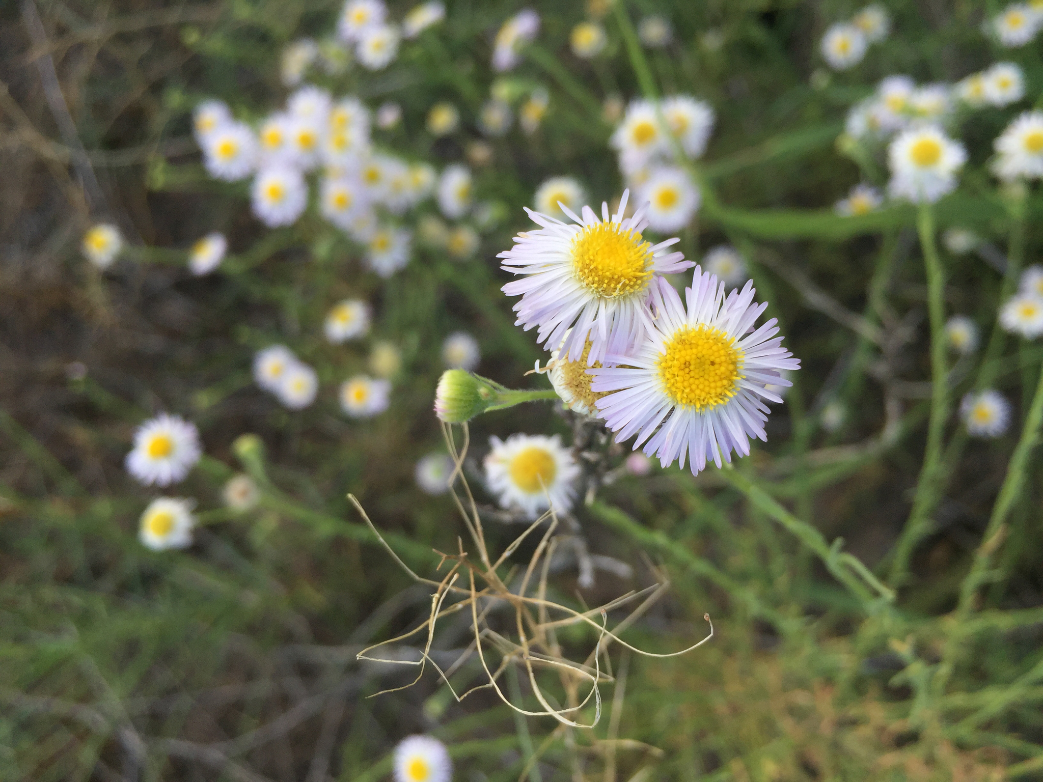 Erigeron arisolius