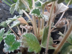 Potentilla villosa