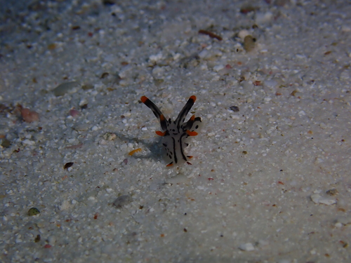 Thecacera picta — seen at this dive site