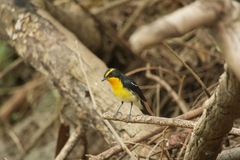 Ficedula