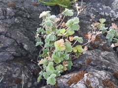 Potentilla villosa