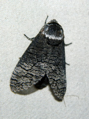 Acossus centerensis