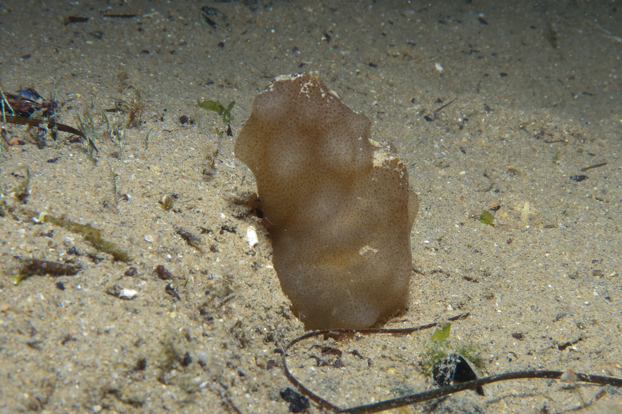 Phallusia mammillata (Cuvier, 1815)