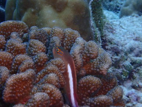 Arc-eye Hawkfish — seen at this dive site
