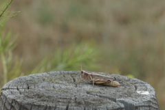 Melanoplus bivittatus