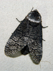 Acossus centerensis