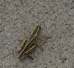 Melanoplus bivittatus