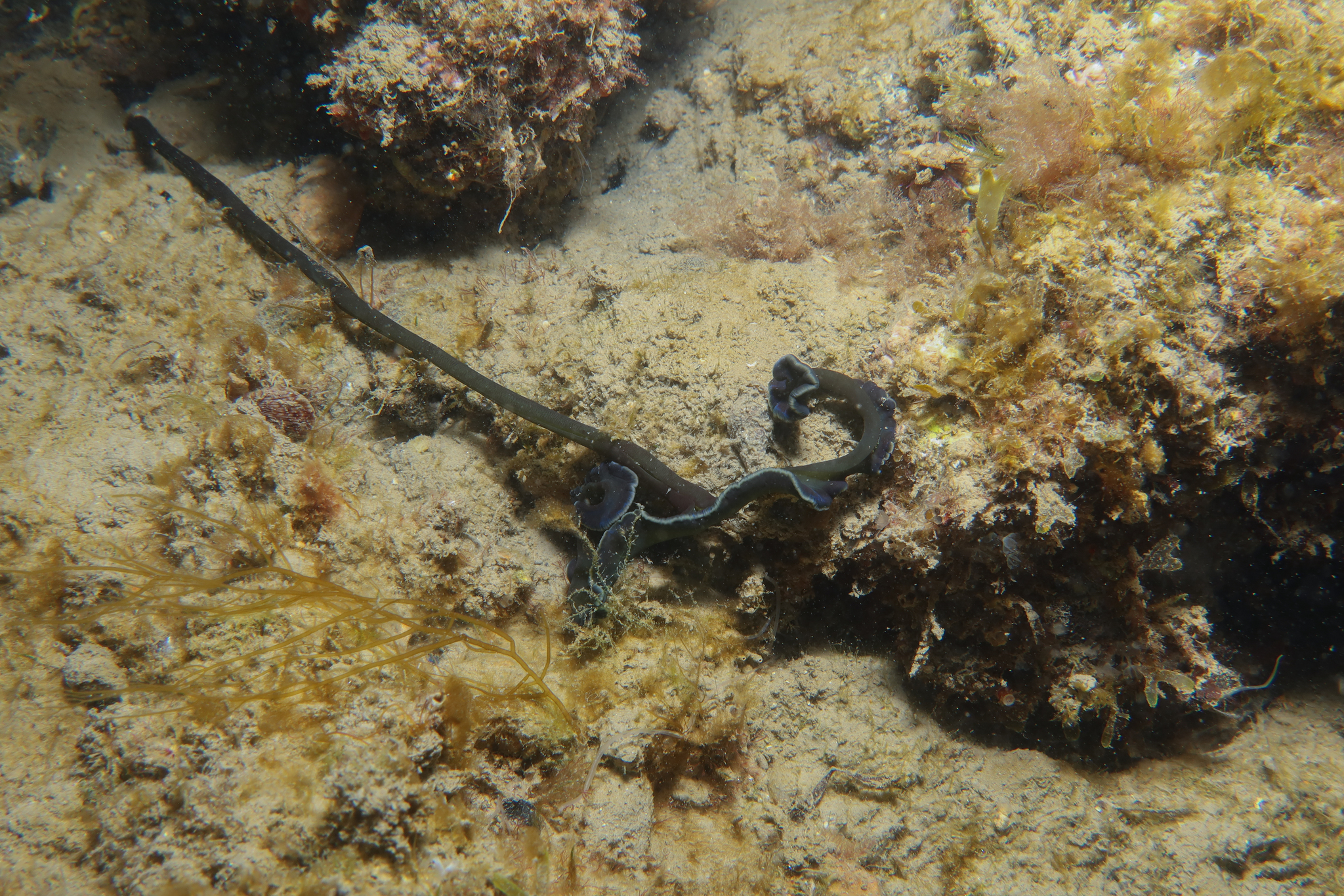 Bonellia viridis Rolando, 1822