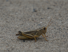 Melanoplus bivittatus