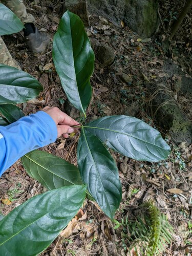 Artocarpus heterophyllus