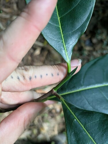 Artocarpus heterophyllus