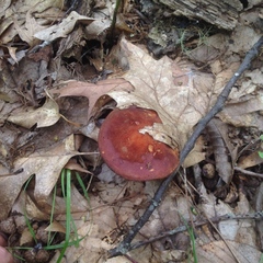 Phylloporus leucomycelinus