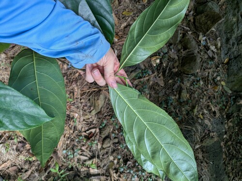 Artocarpus heterophyllus