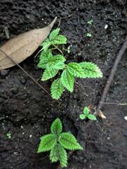 Pilea mollis, photograph (c) Kevin Faccenda, some rights reserved (CC BY)