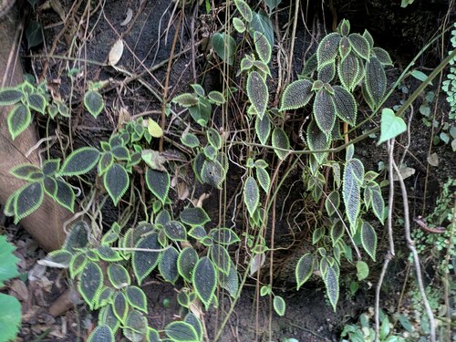 Pilea mollis, photograph 1