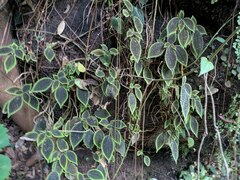 Pilea mollis, photograph (c) Kevin Faccenda, some rights reserved (CC BY)