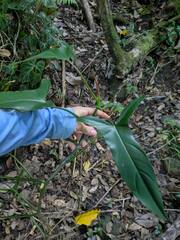 Philodendron mexicanum