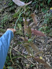 Philodendron mexicanum, photograph (c) Kevin Faccenda, some rights reserved (CC BY)