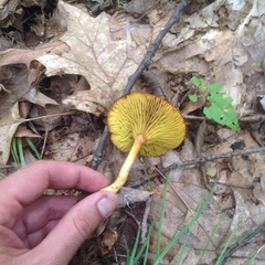 Phylloporus leucomycelinus