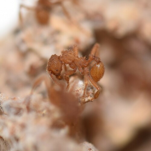 隐切叶蚁属Myrmicocrypta