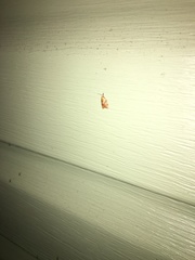 Cenopis diluticostana