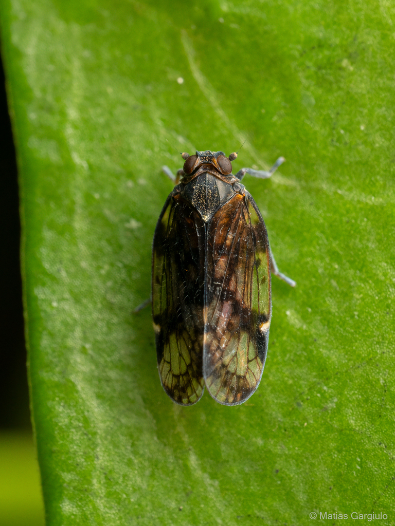 Notocixius tenebrosus