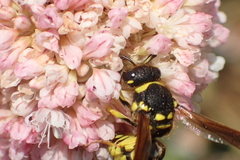 Ancistrocerus