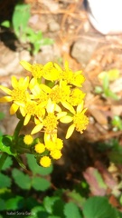 Packera sanguisorbae