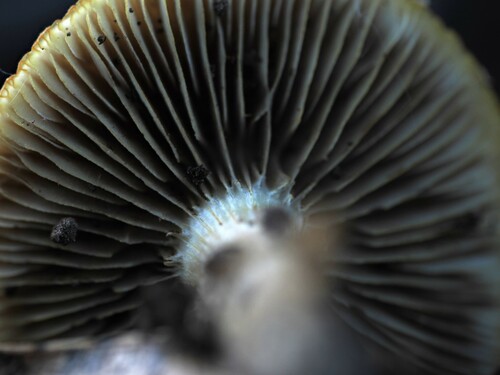 Agrocybe