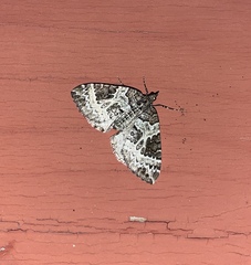 Ecliptopera silaceata