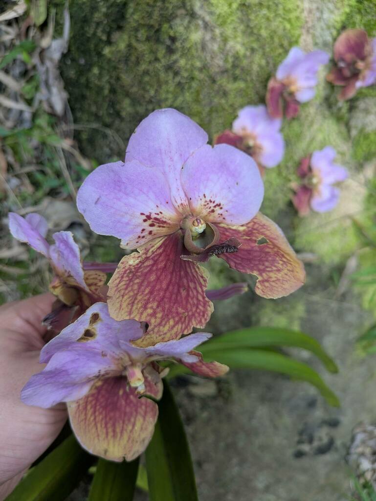 Vanda sanderiana